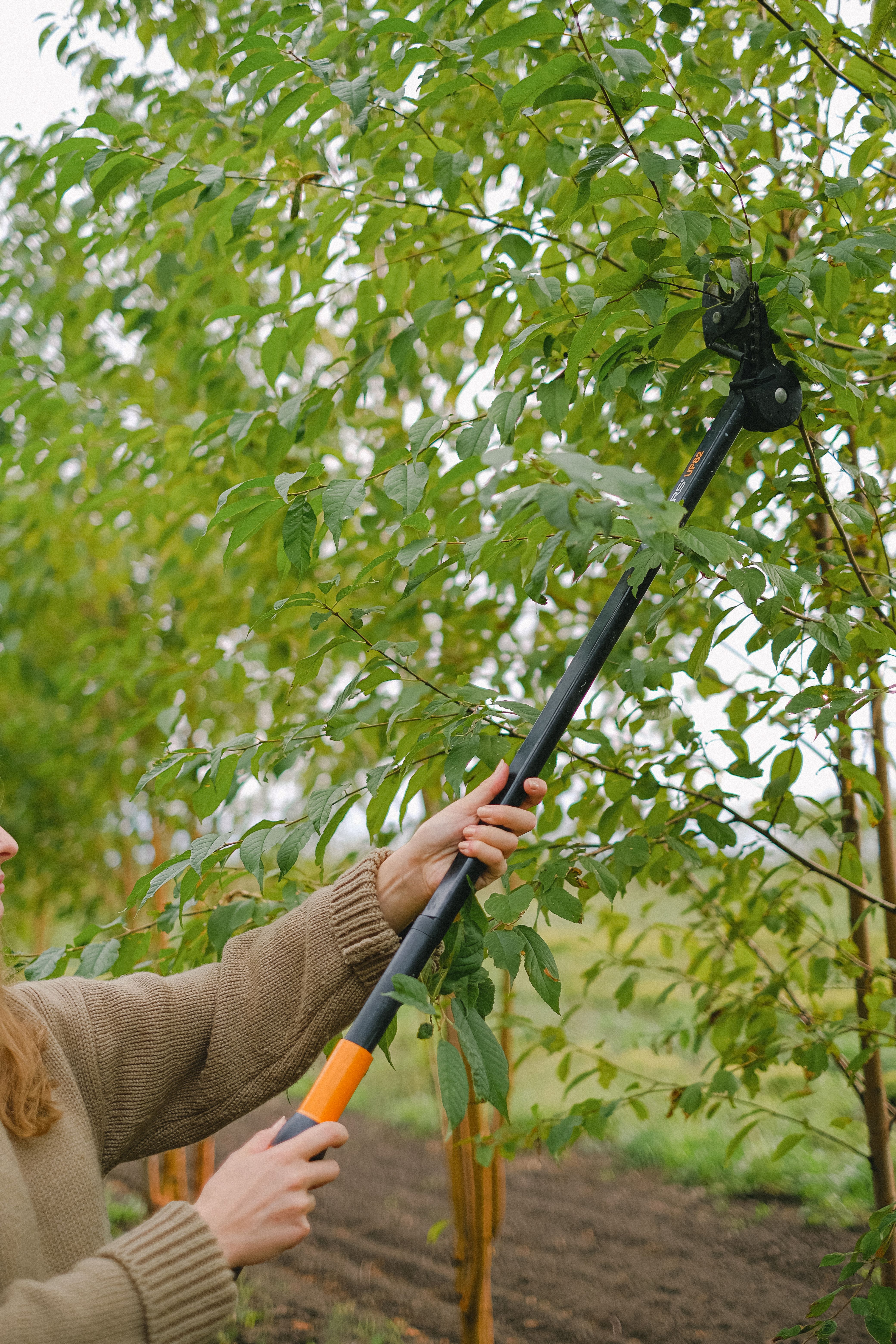Tree pruning in a landscaped garden